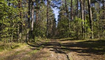 camino entre bosque foto