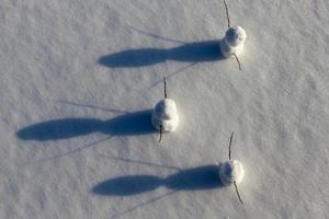 games in the snow with the creation of several snowman figures photo