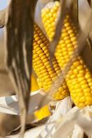 yellow corn cobs photo