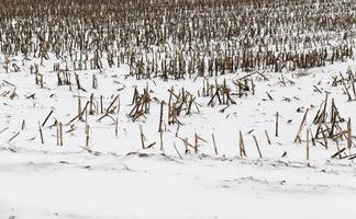 rastrojo de campo de nieve foto