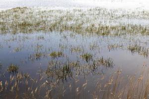 hierba en el lago foto