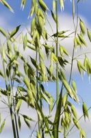 espiguillas inmaduras de avena foto