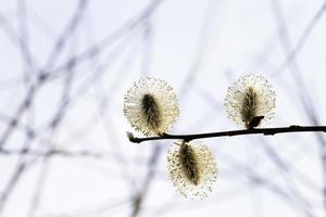 blossoming willow flowers photo