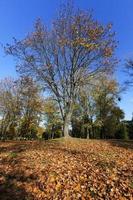 Maple tree in autumn photo