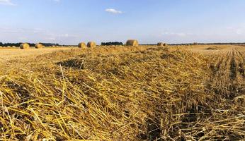 campos agrícolas con trigo o centeno foto