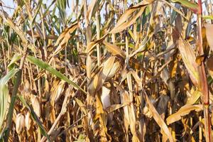 Field corn, agriculture photo