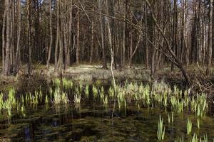 swamp spring , close-up photo