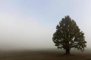 árboles en otoño foto