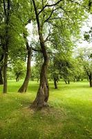 trees in spring photo