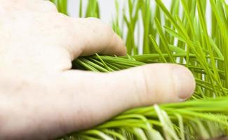 green young wheat photo