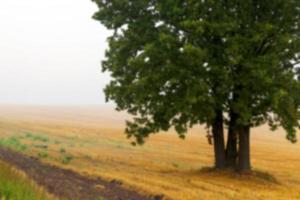 árbol en el campo foto