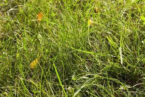 green grass, close up photo