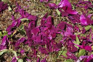 peony flowers, close up photo