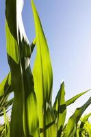 hermoso follaje de maíz verde foto