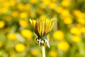 closed bud of dandelion photo