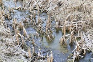 frozen water, close up photo