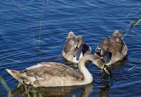 the family of young swans photo