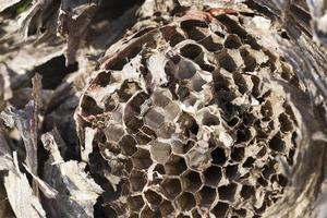 wasp nest made in the summer season photo