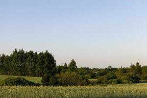 Deciduous trees, field photo