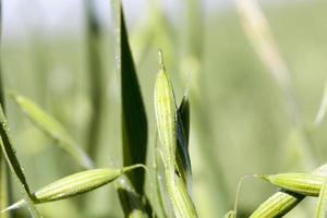 green oats and spikelets photo