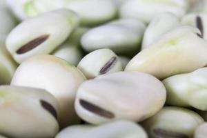 matured bean seeds photo