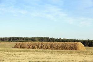 Field harvested wheat crop photo