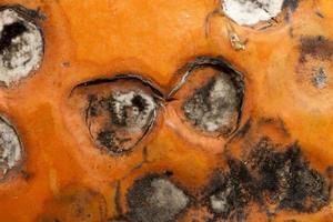 mold on the pumpkin photo