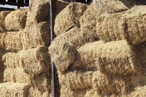 square stacks of straw photo