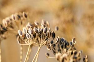 brown fennel stalk photo