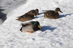 los patos se sientan en la nieve en la temporada de invierno, clima frío y helado foto