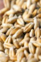 wheat, close up photo