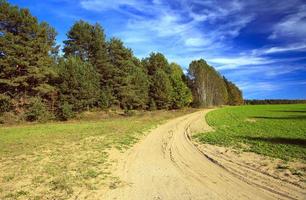 autumn trees , Belarus photo