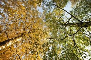 two different types of trees photo