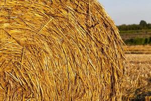 details of straw photo