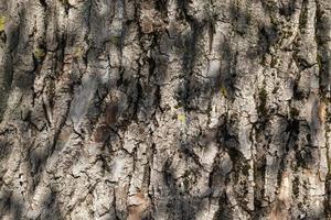 corteza de árbol marrón foto