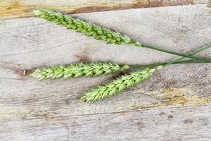 three green wheat photo