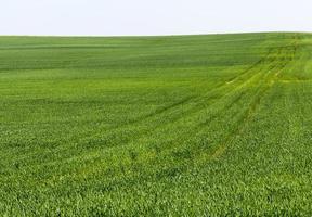 green sprouts of cereals photo