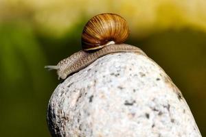 grape snail crawling on its territory photo