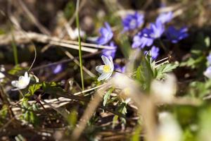 the first blue forest flowers in the spring photo