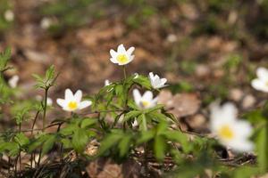 the first white forest flowers in the spring photo