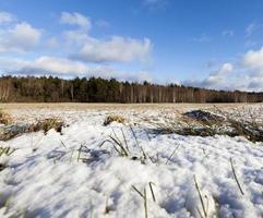 Grass under the snow photo