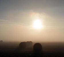 bales of wheat straw photo