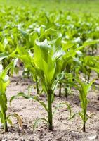 corn plants -, spring photo