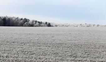 wheat field and forest photo