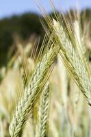 spikelets of wheat photo