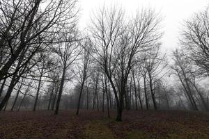autumn forest, dark photo
