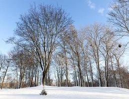 Branches of a tree in the snow photo