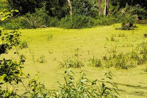 Tina in the swamp photo