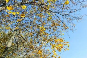 yellowed maple trees photo