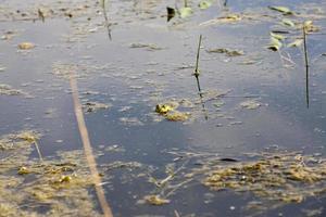 green frog floating in the water photo